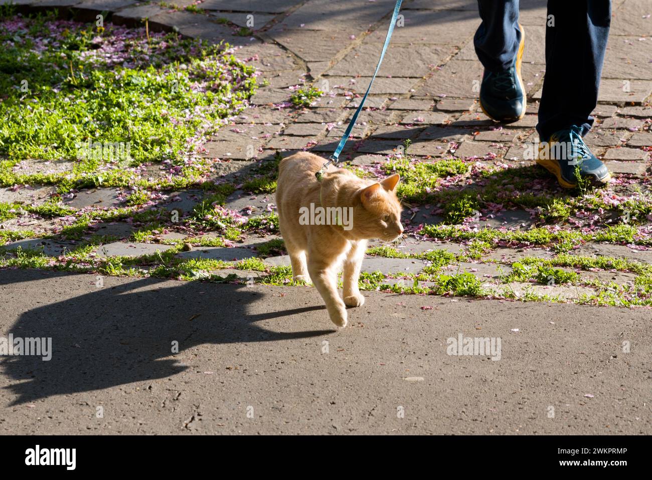 Walking a cat on a leash Stock Photo