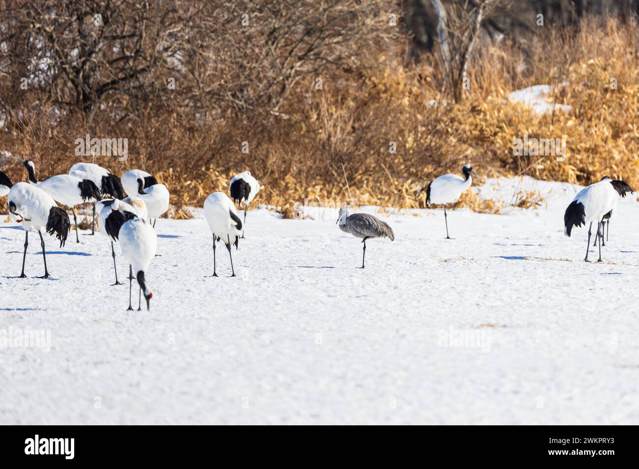 Sandhill crane (Antigone canadiensis), Hokkaido, winter, Japan Stock Photo
