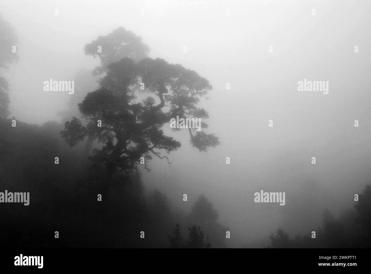 pine tree in the mist from tradewind, La Palma, Canary Islands, Spain Stock Photo