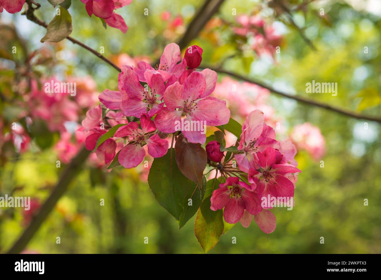 Flower apple tree malus hi-res stock photography and images - Alamy
