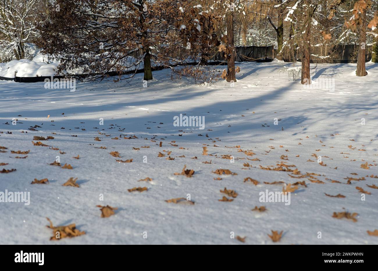 Lying leaves on the snow Stock Photo
