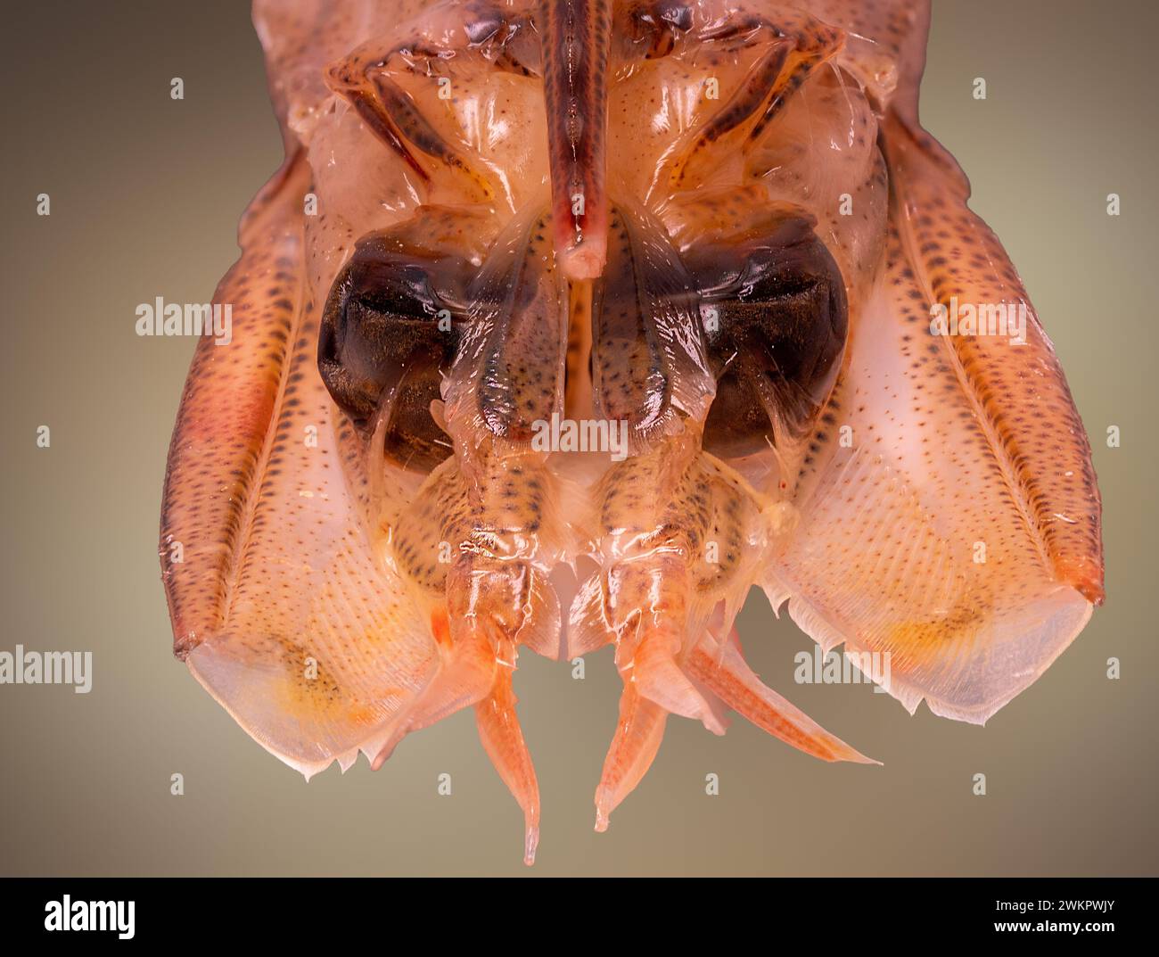 shrimp head, macro photo, lots of details, straight-on photo, seafood food Stock Photo