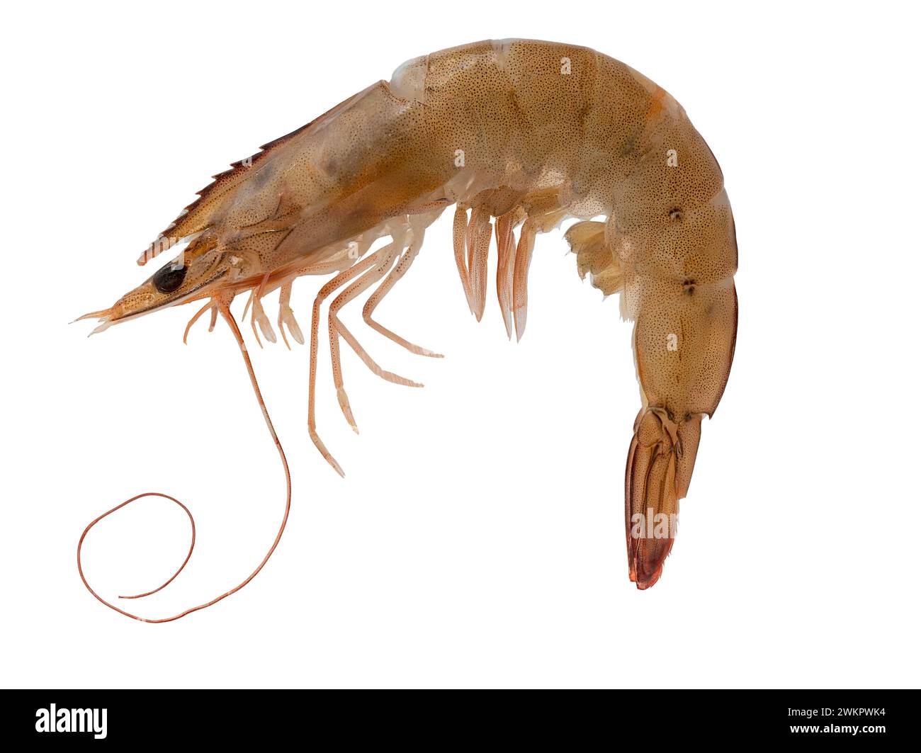 tiger shrimp, macro photo, lots of details, white background, organic food, seafood Stock Photo