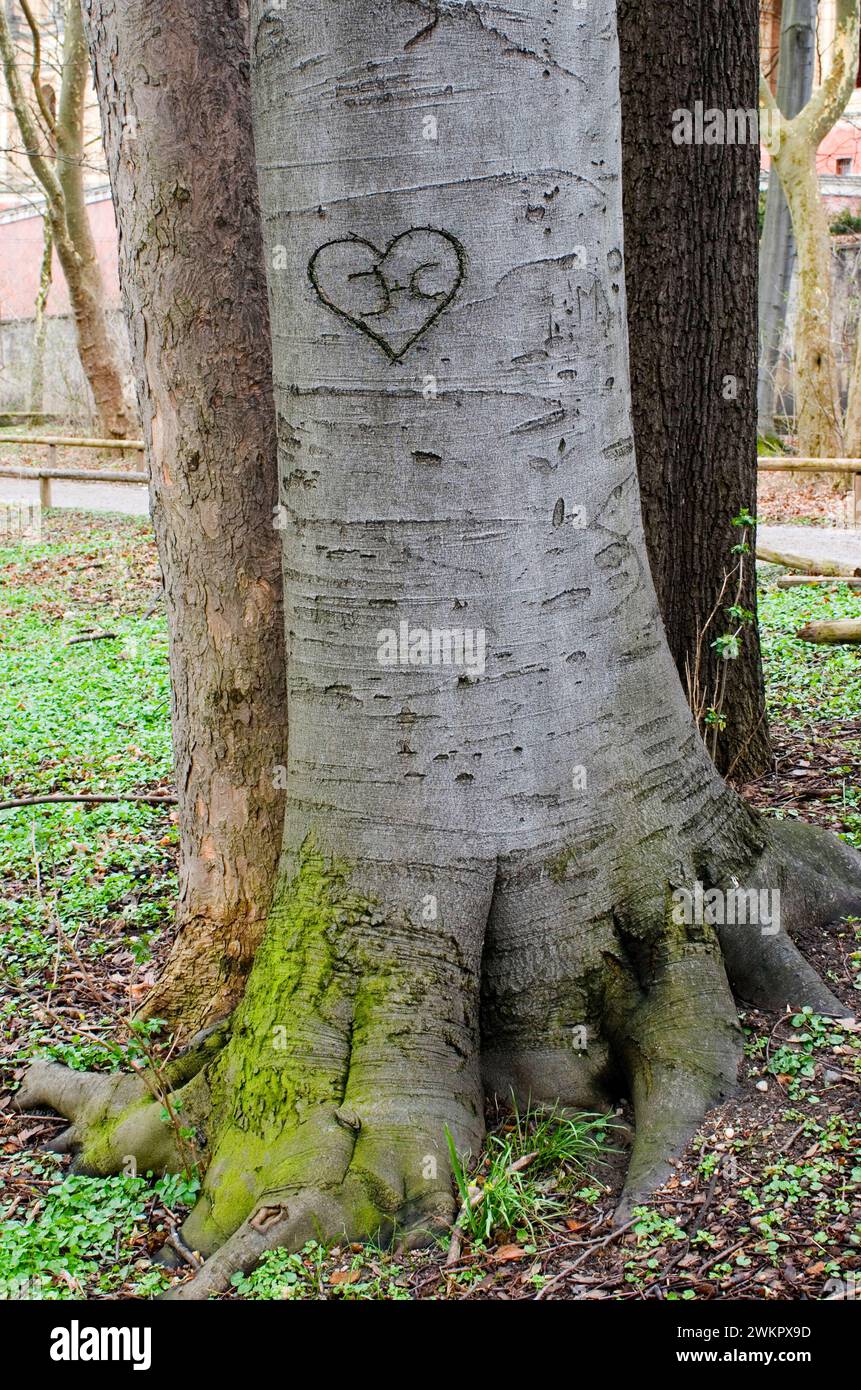 trunk of a european beech (Fagus Sylvatica) in the bark is carved a heart Stock Photo