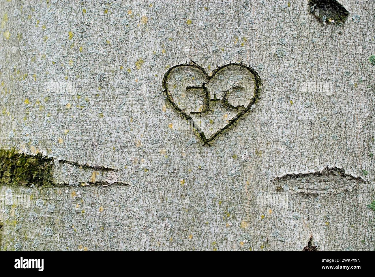 inscription carved into a beech tree, a heart with the initials J and C Stock Photo