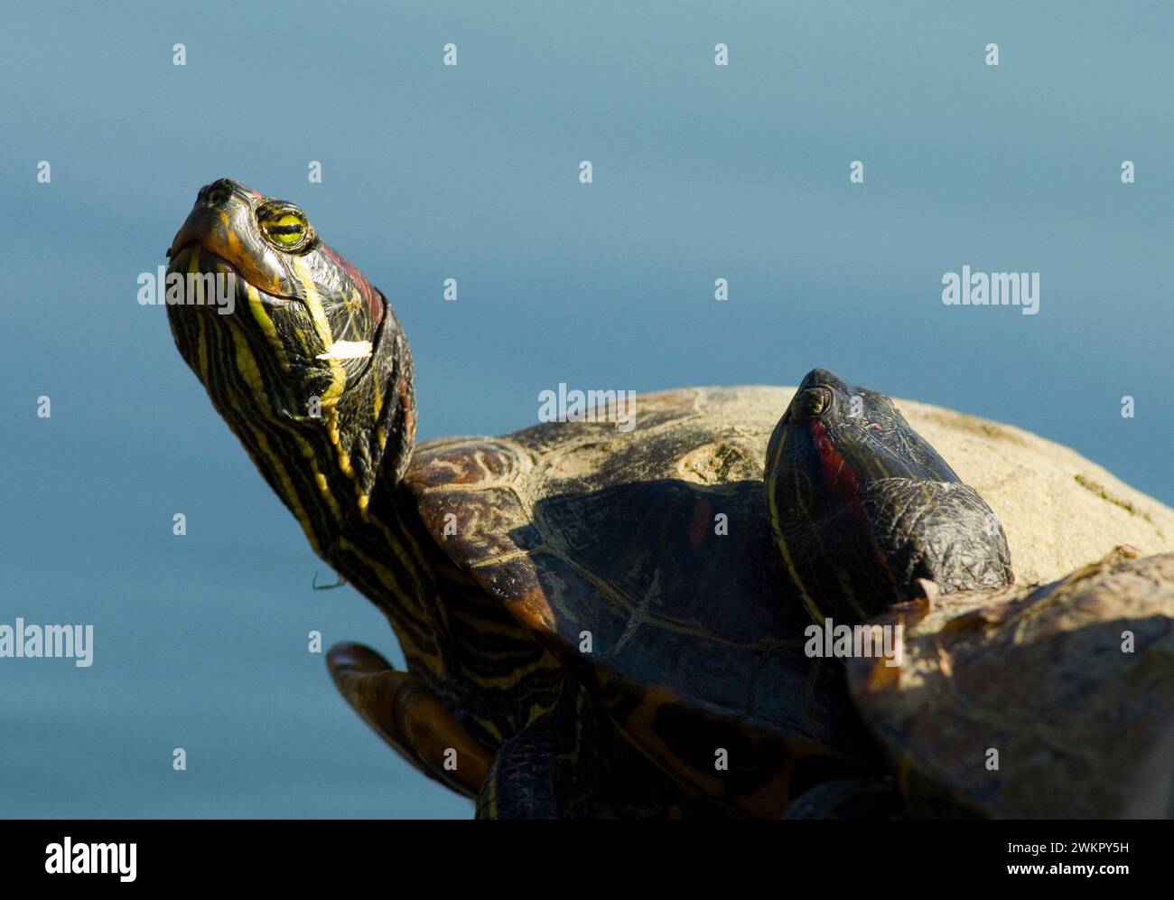 red-eared slider or red-eared terrapin (Trachemys scripta elegans Stock ...