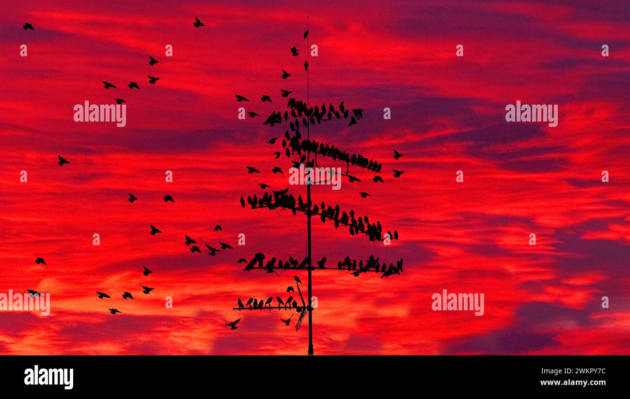 flock of common starlings (Sturnus Vulgaris) on TV antenna Munich, Bavaria, Germany Stock Photo