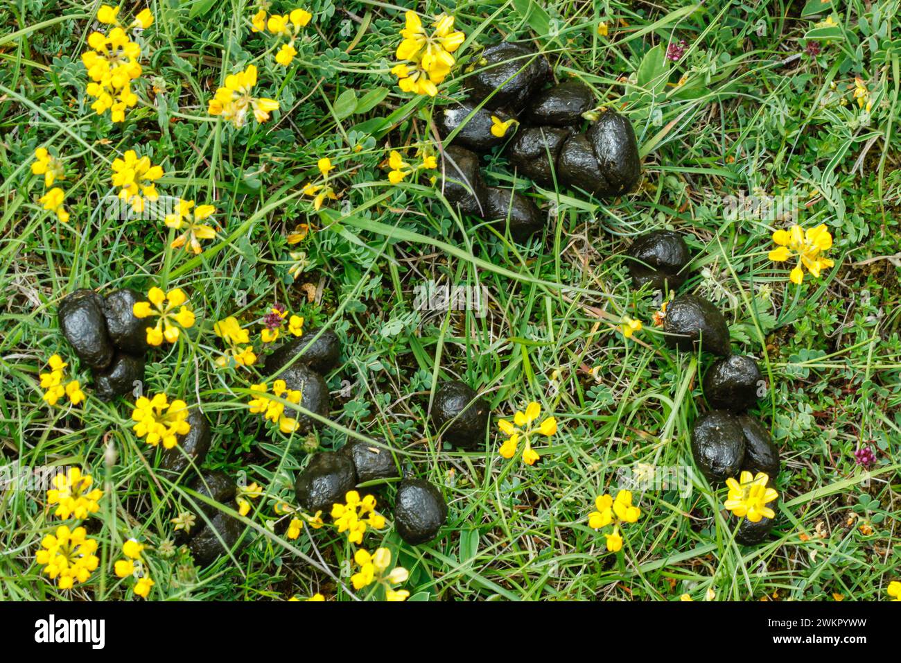 Red deer droppings and wild flowers in the meadow of Causse Méjean in Lozère department, Southern France Stock Photo