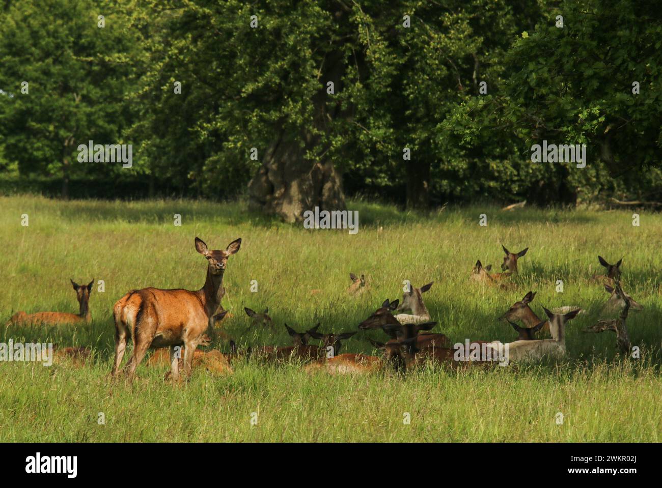 Herd of red deers females resting under the trees in Dyrehaven natural park, Denmark Stock Photo