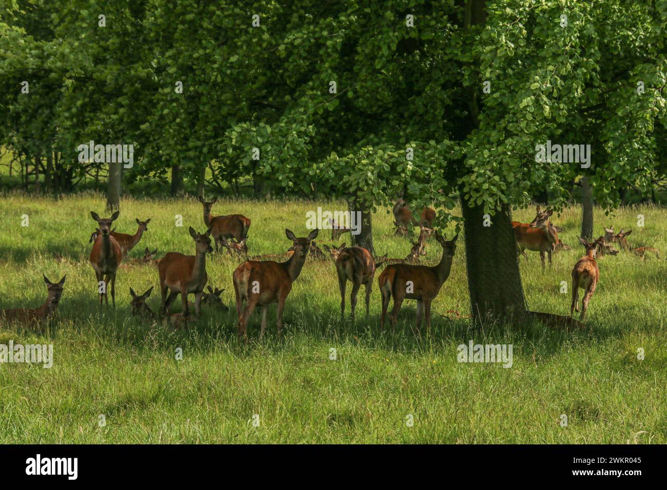 Herd of red deers females resting under the trees in Dyrehaven natural park, Denmark Stock Photo