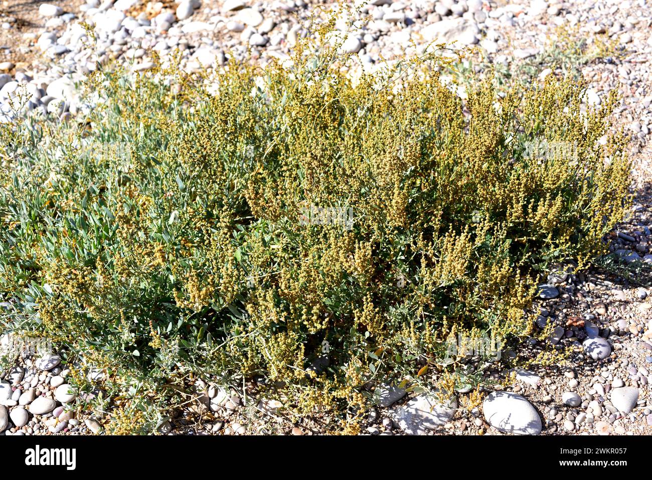 Sea purslane (Halimione portulacoides or Atriplex portulacoides) is an halophyte perennial plant native to coasts and salt marshes to Eurasia. This ph Stock Photo