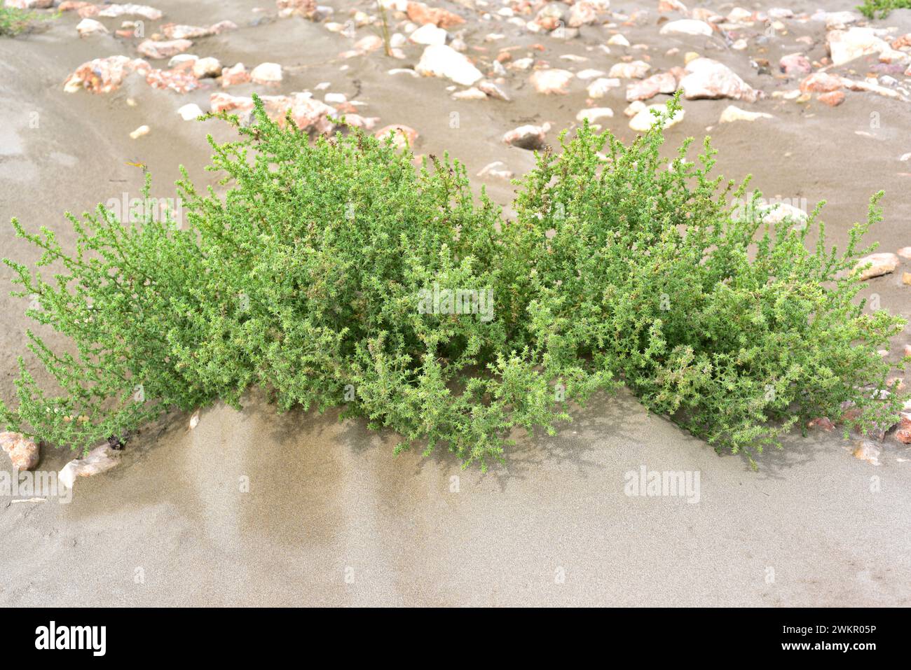 Prickly glasswort or prickly saltwort (Salsola kali or Kali turgidum) is an annual plant native to coast dunes to Eurasia and northern Africa. This ph Stock Photo