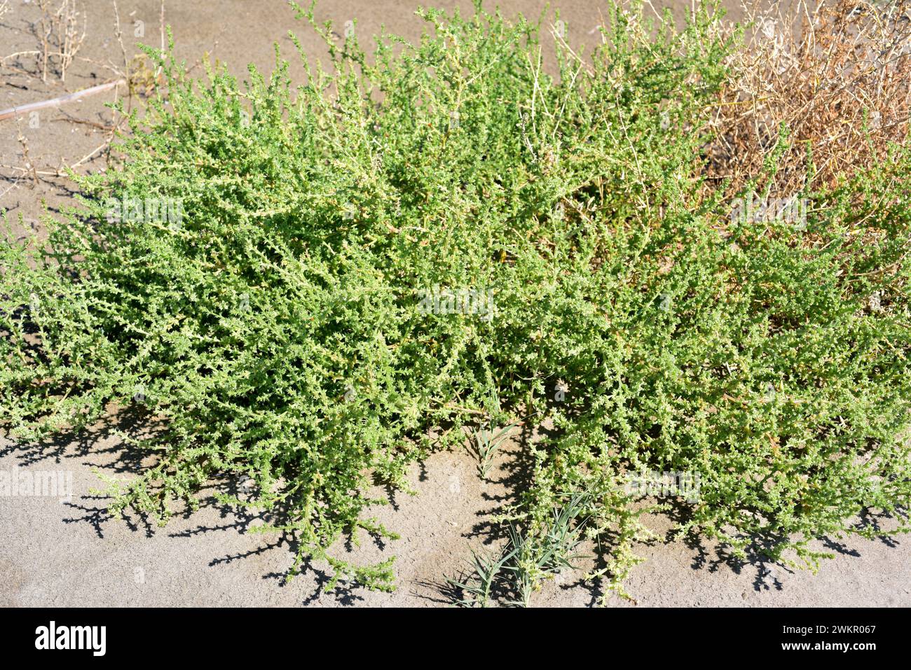 Prickly glasswort or prickly saltwort (Salsola kali or Kali turgidum) is an annual plant native to coast dunes to Eurasia and northern Africa. This ph Stock Photo