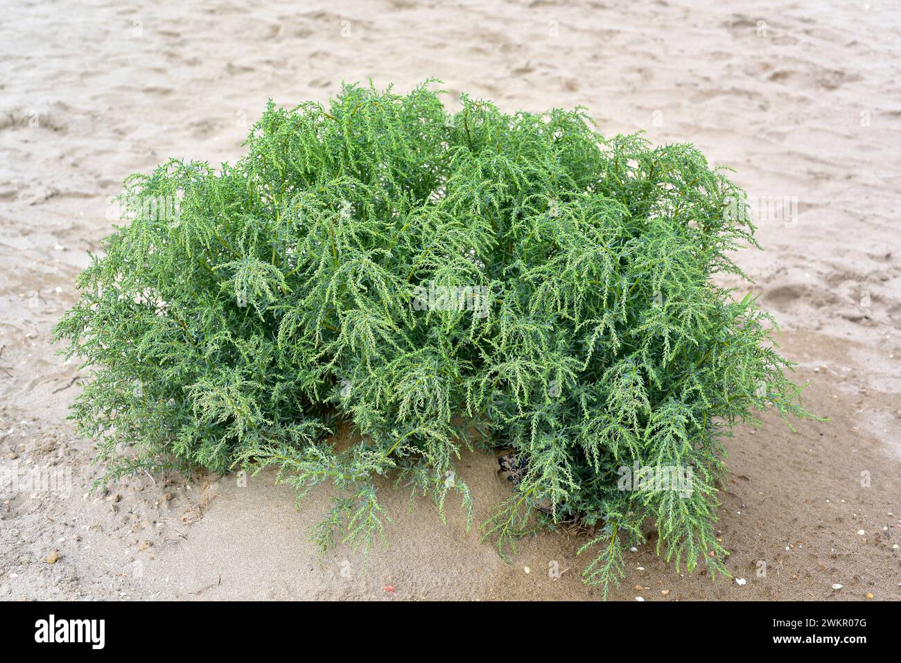 Annual seablite (Suaeda maritima) is an halophyte succulent shrub native to European and norther Africa coasts and salt marshes. This photo was taken Stock Photo