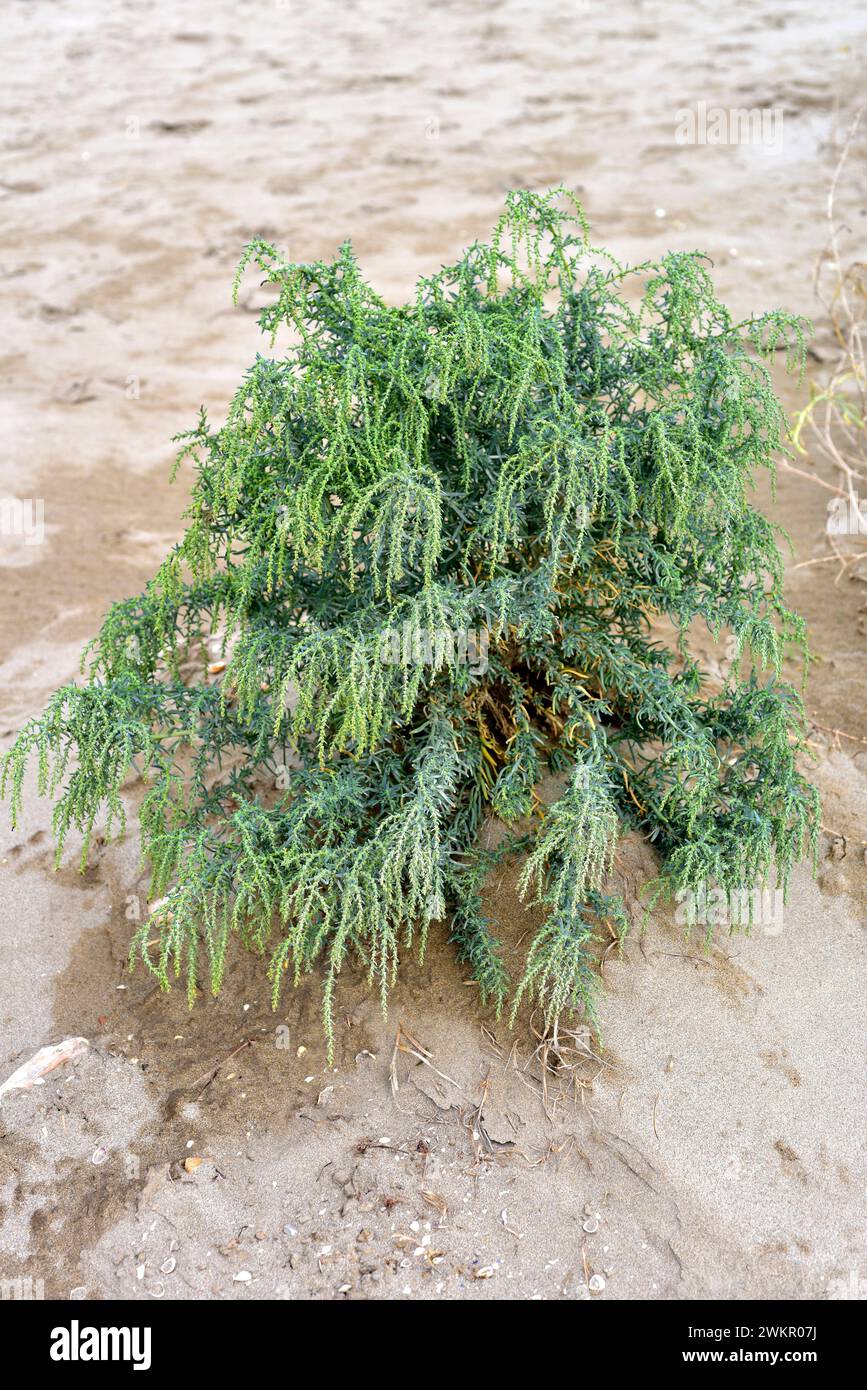 Annual seablite (Suaeda maritima) is an halophyte succulent shrub native to European and norther Africa coasts and salt marshes. This photo was taken Stock Photo