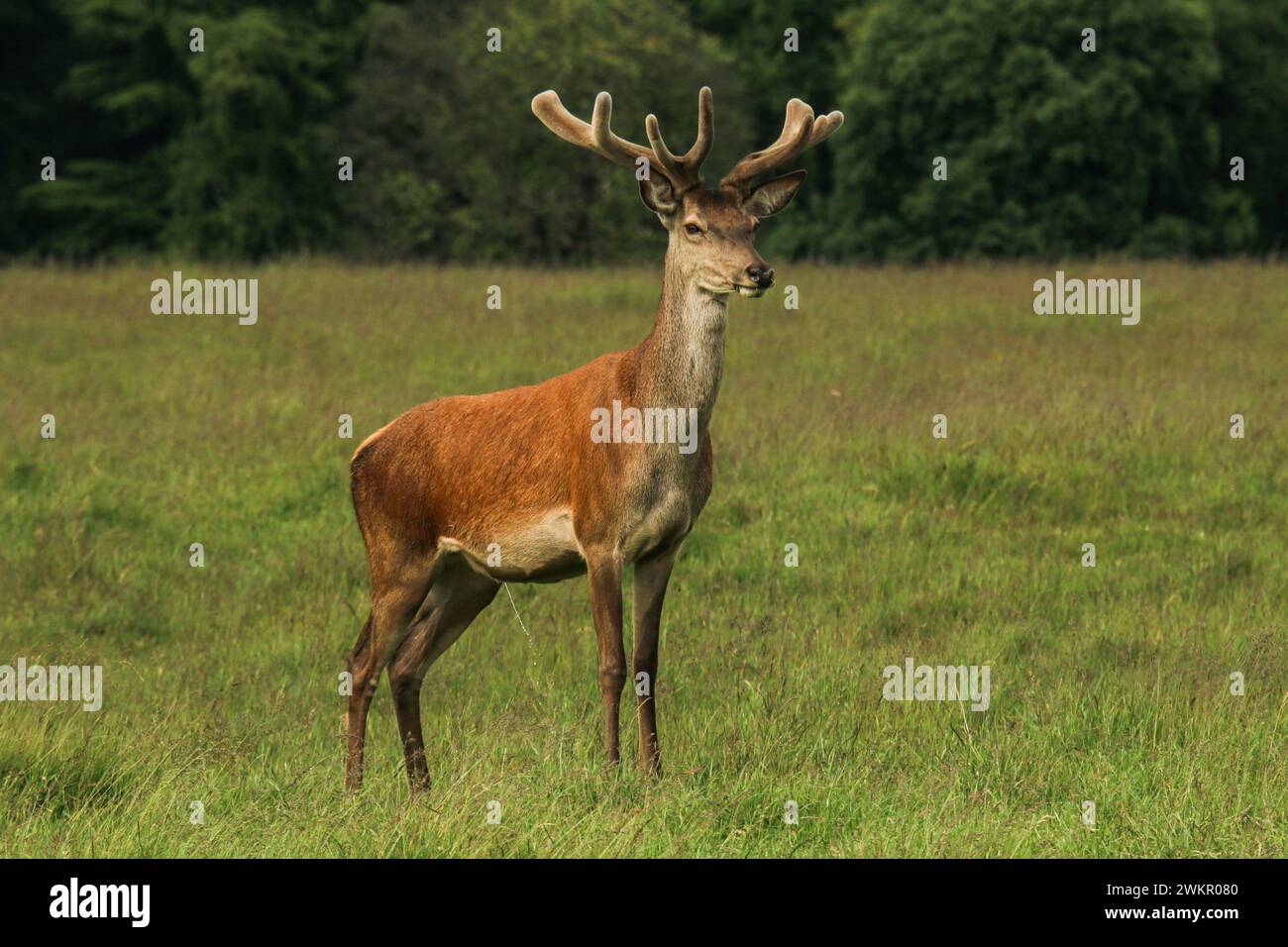 Red deer (Cervus elaphus) with velvet antlers in Dyrehaven natural park, Denmark Stock Photo