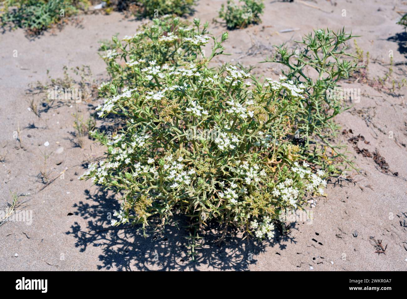 Prickly parsnip (Echiniphora spinosa) is a perennial plant native to sandy coasts of Mediterranean basin. This photo was taken in El Prat de Llobregat Stock Photo