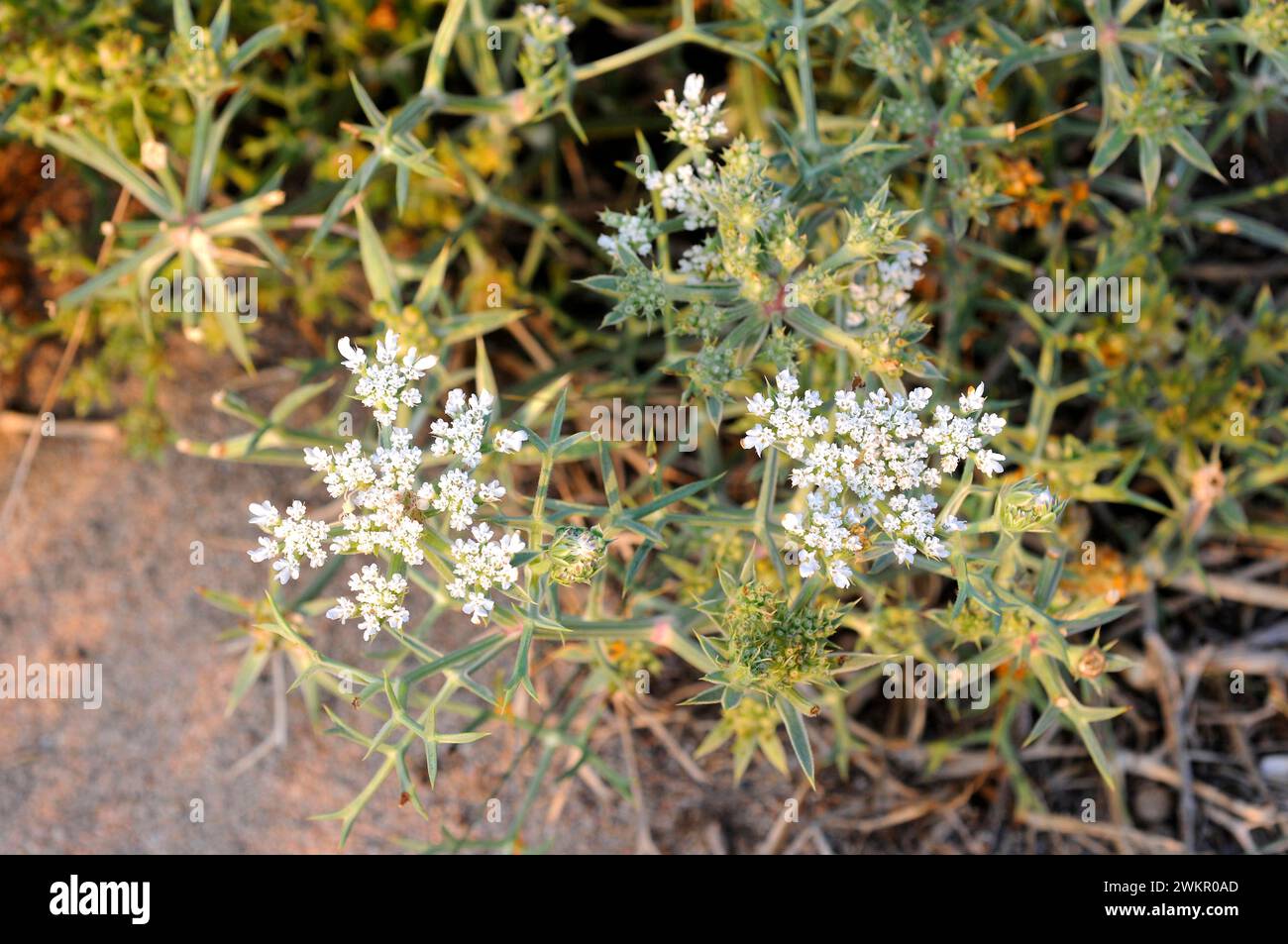 Prickly parsnip (Echiniphora spinosa) is a perennial plant native to sandy coasts of Mediterranean basin. This photo was taken in Cap Ras, Girona prov Stock Photo