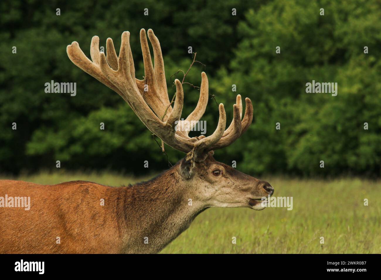 Portrait of red deer male with velvet antlers in the Dyrehaven natural ...