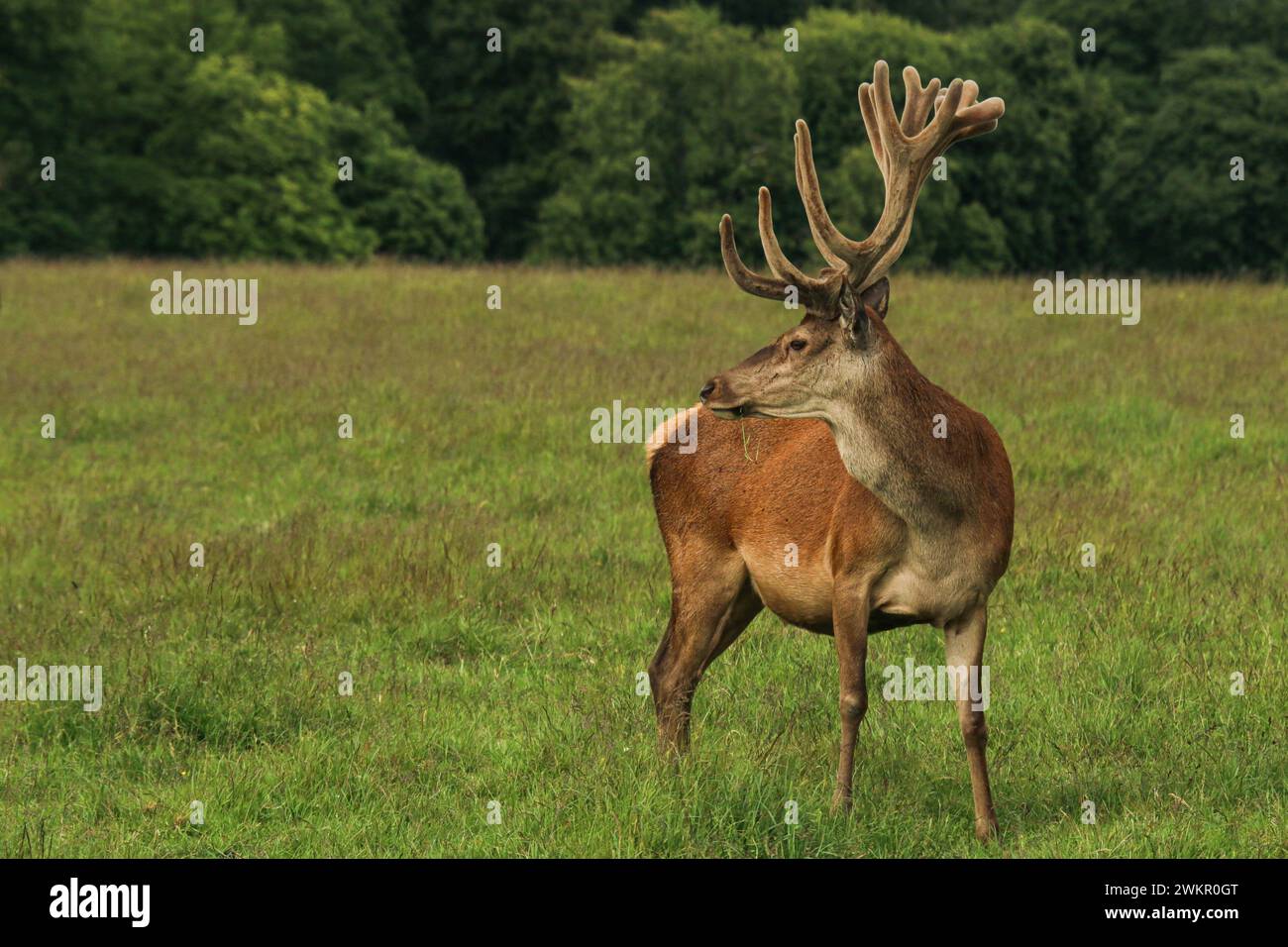 Red deer (Cervus elaphus) with velvet antlers in Dyrehaven natural park, Denmark Stock Photo