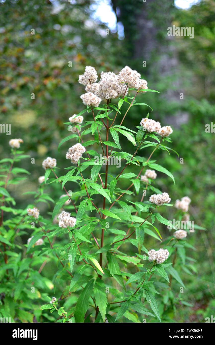 Hemp-agrimony (Eupatorium cannabinum) is a medicinal perennial plant native to Eurasia, northern Africa and northern America. This photo was taken in Stock Photo