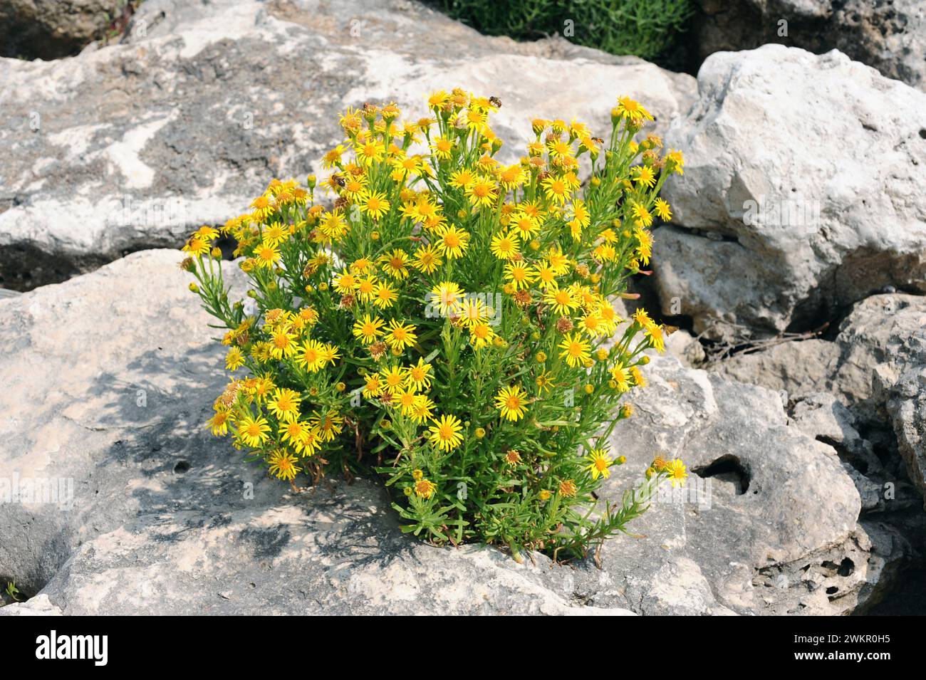 Golden samphire (Inula crithmoides or Limbarda crithmoides) is a perennial herb native to Mediterranean basin coasts and Atlantic coasts of France, Po Stock Photo