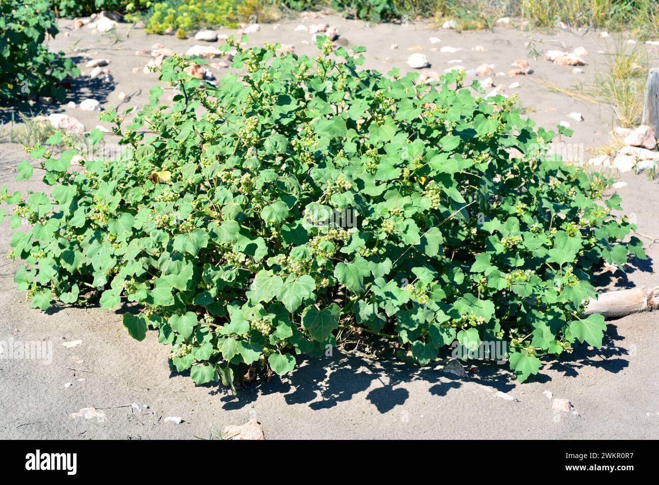 Rough cocklebur (Xanthium strumarium) is an annual medicinal plant ...