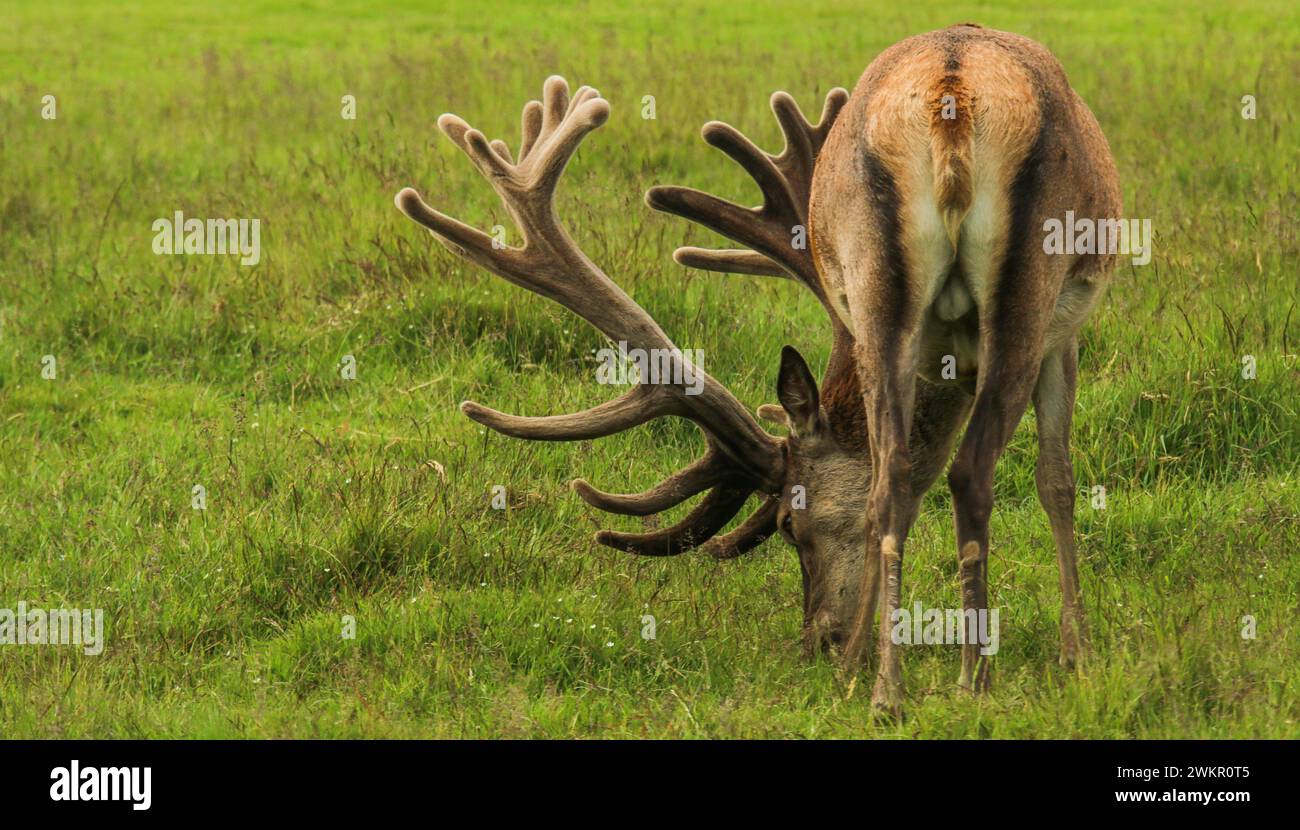 Red deer male (Cervus elaphus) grazing in June in the meadow of Dyrehaven natural park, Denmark Stock Photo