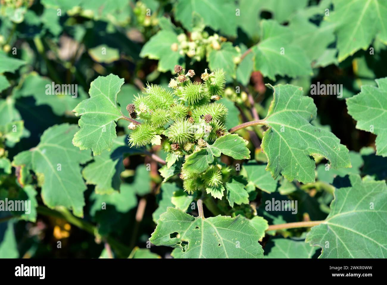 Rough cocklebur (Xanthium strumarium) is an annual medicinal plant native to North America and naturalized in Eurasia. This photo was taken in Delta d Stock Photo
