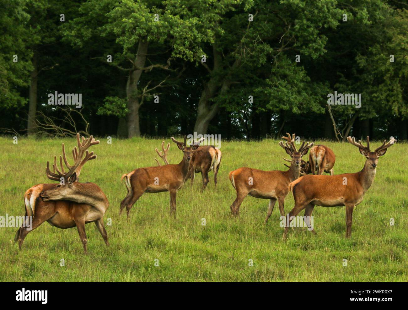 Red deer herd (Cervus elaphus) in June in the meadow, Dyrehaven natural park, Denmark Stock Photo