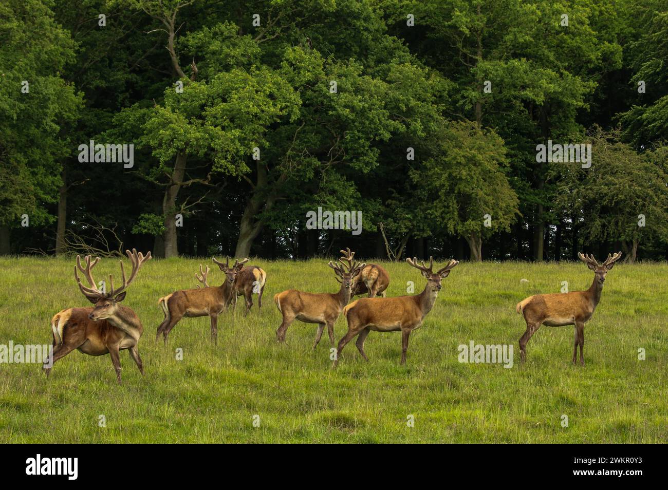 Red deer herd (Cervus elaphus) in June in the meadow, Dyrehaven natural park, Denmark Stock Photo