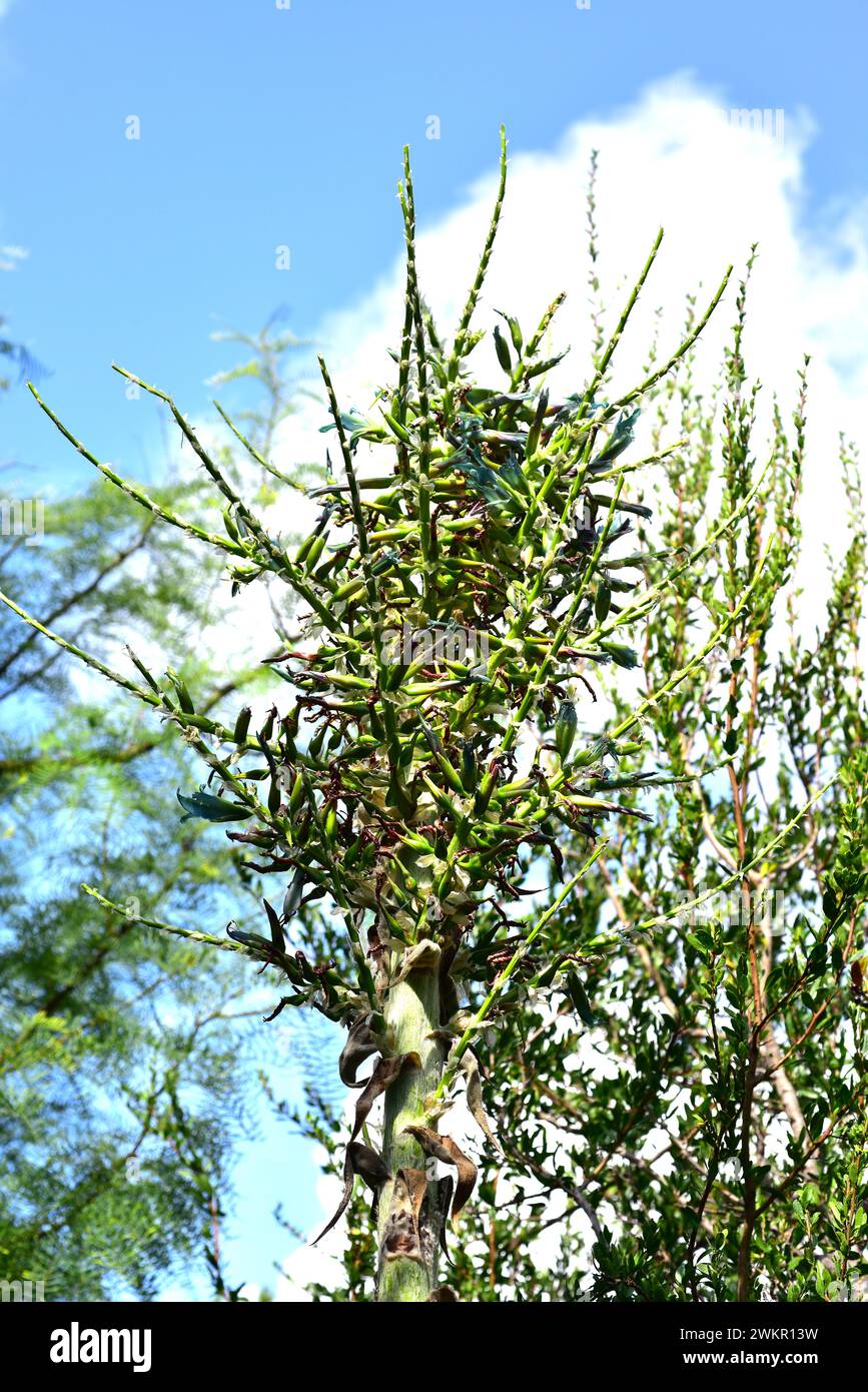 Chagual (Puya berteroniana or Puya alpestris) is a perennial plant endemic to Chile. Fruits. Stock Photo