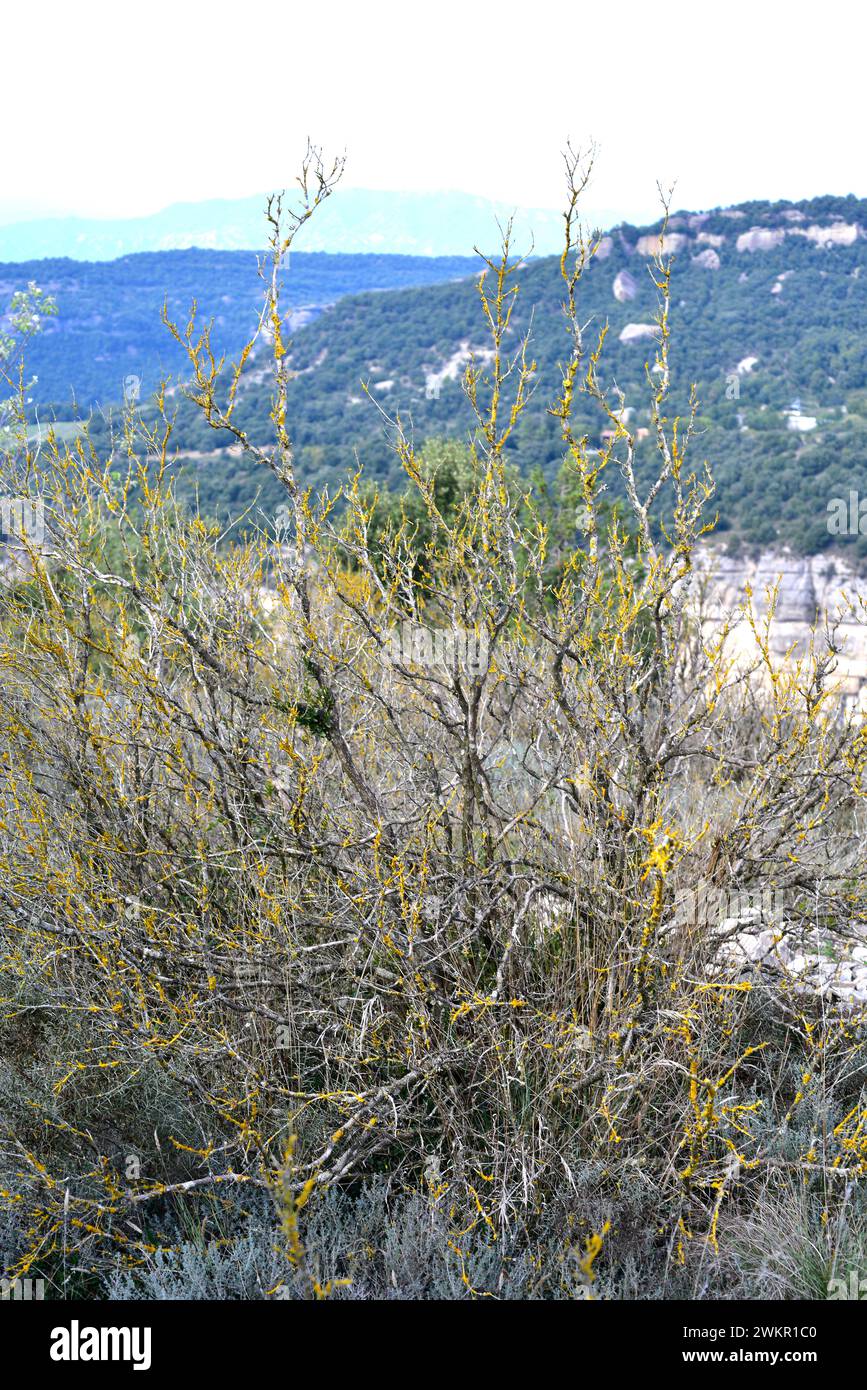 Dead boxwood (Buxus sempervirens) affected by the parasitic fungus boxwood blight (Cylindrocladium buxicola). This photo was taken in Tavertet, Barcel Stock Photo