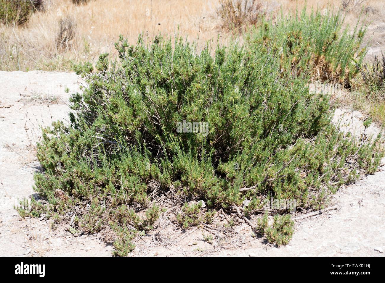 Albada o jabonera blanca (Gypsophila struthium) is a perennial plant endemic to gypsum soils of Spain. This photo was taken in Sorbas, Almeria provinc Stock Photo