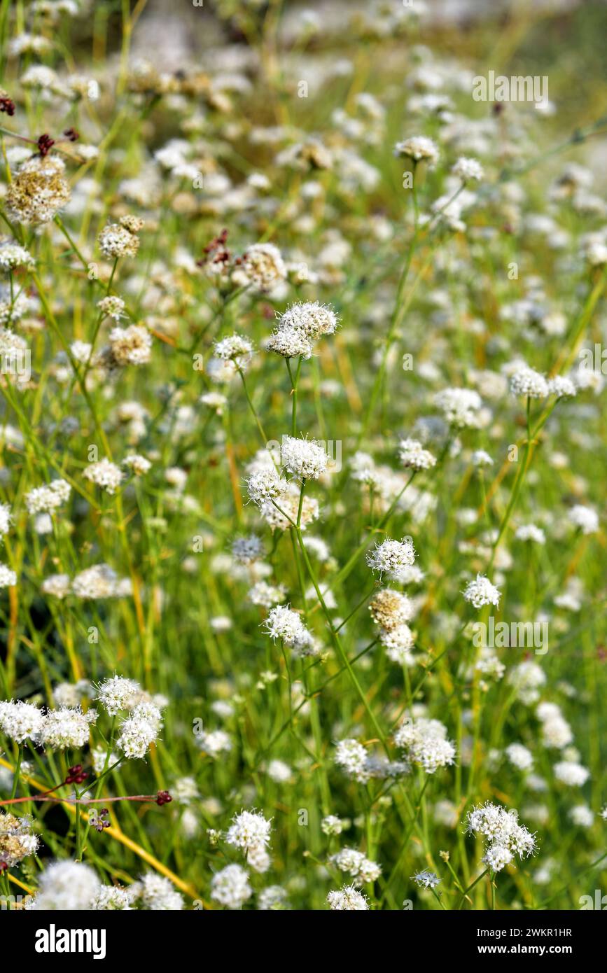 Struthium hi-res stock photography and images - Alamy