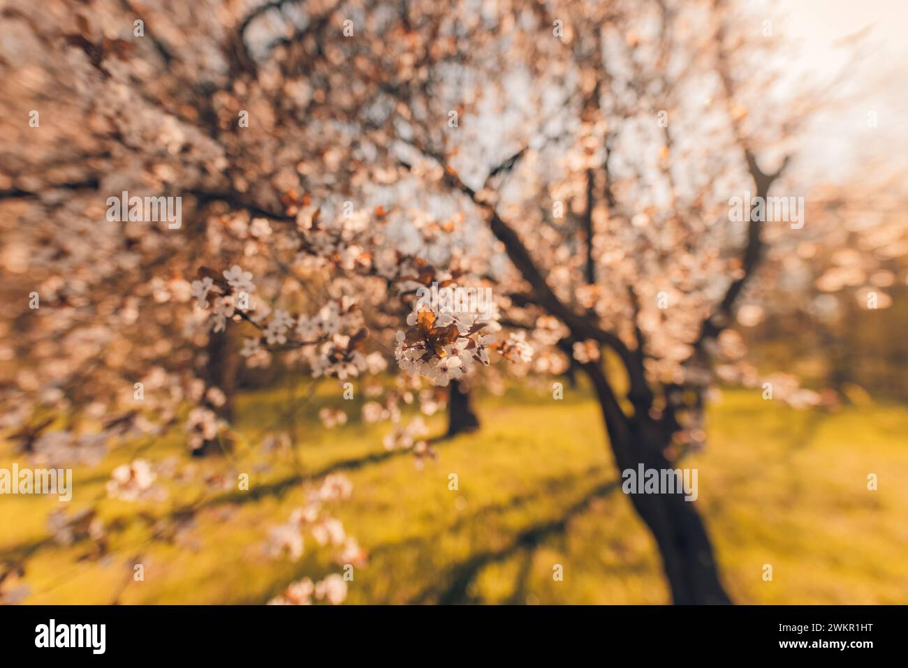 Cherry blossom soft focus hi-res stock photography and images - Alamy