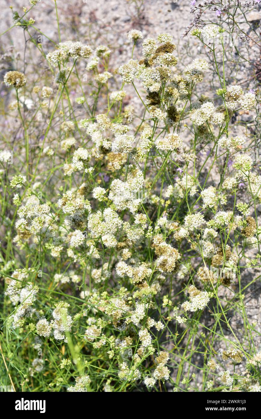 Albada o jabonera blanca (Gypsophila struthium) is a perennial plant endemic to gypsum soils of Spain. Stock Photo