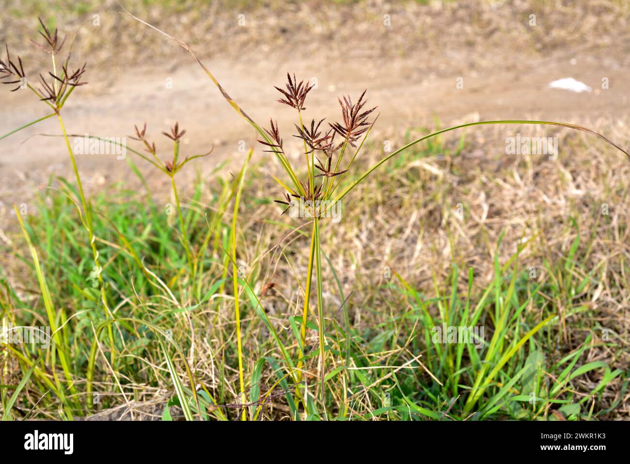 Nutsedge hires stock photography and images Alamy