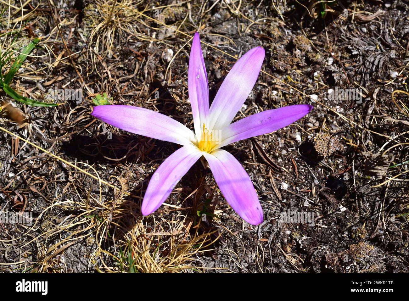 Quitameriendas (Colchicum montanum or Merendera montana) is a poisonous perennial herb (bulb) endemic to Iberian Peninsula. This photo was taken in Va Stock Photo