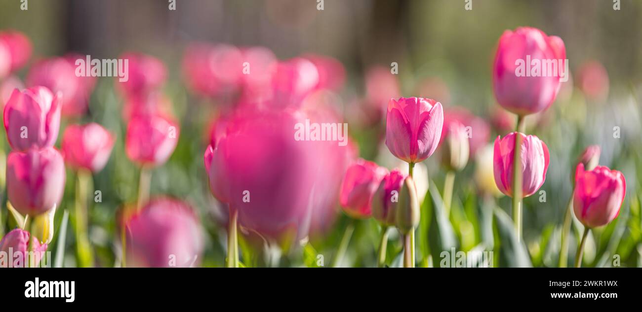 Closeup spring nature landscape. Colorful pink tulips blooming under sunlight on summer blurred background Stock Photo