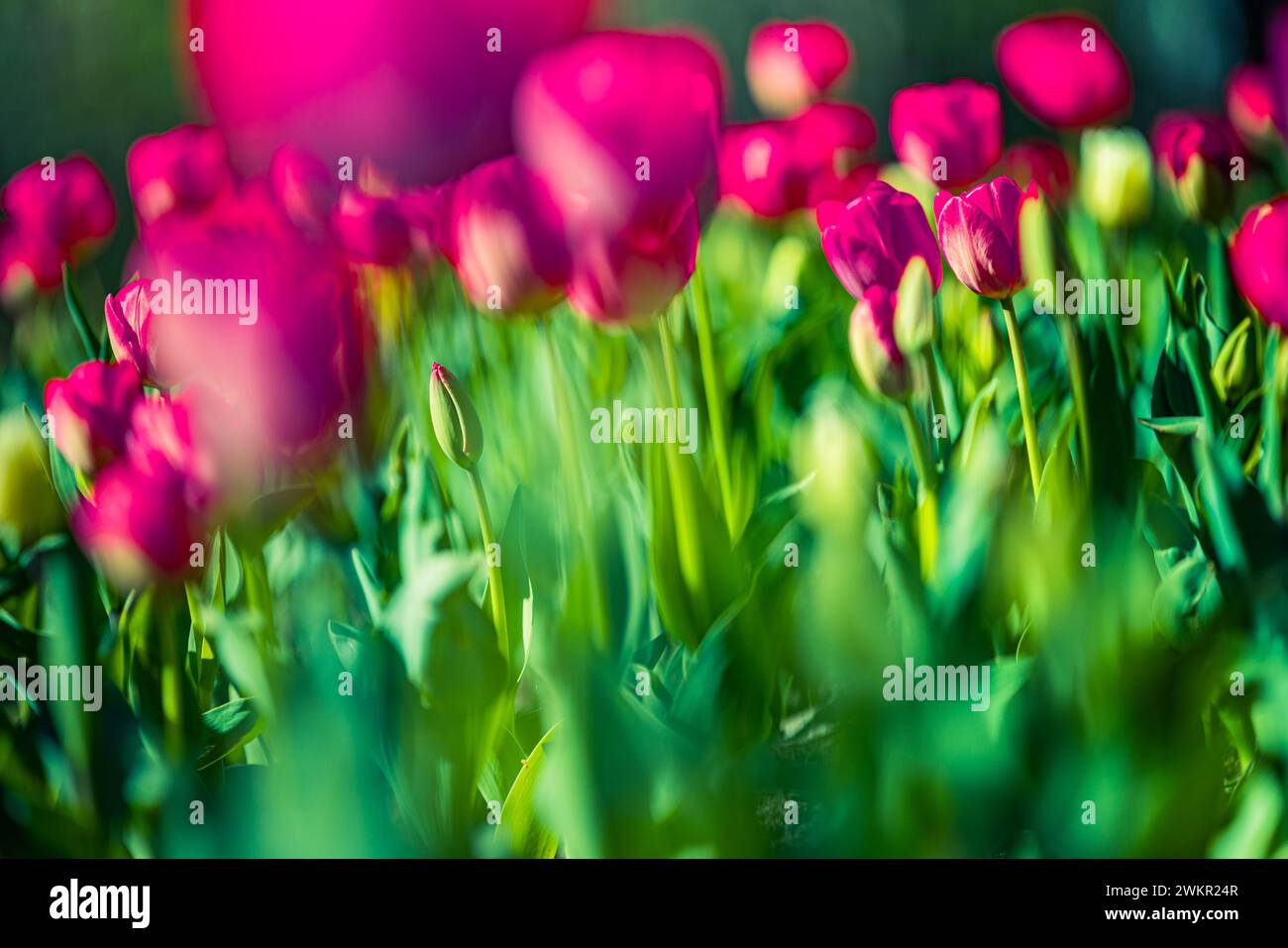 Closeup spring nature landscape. Colorful pink tulips blooming under sunlight on summer blurred background Stock Photo