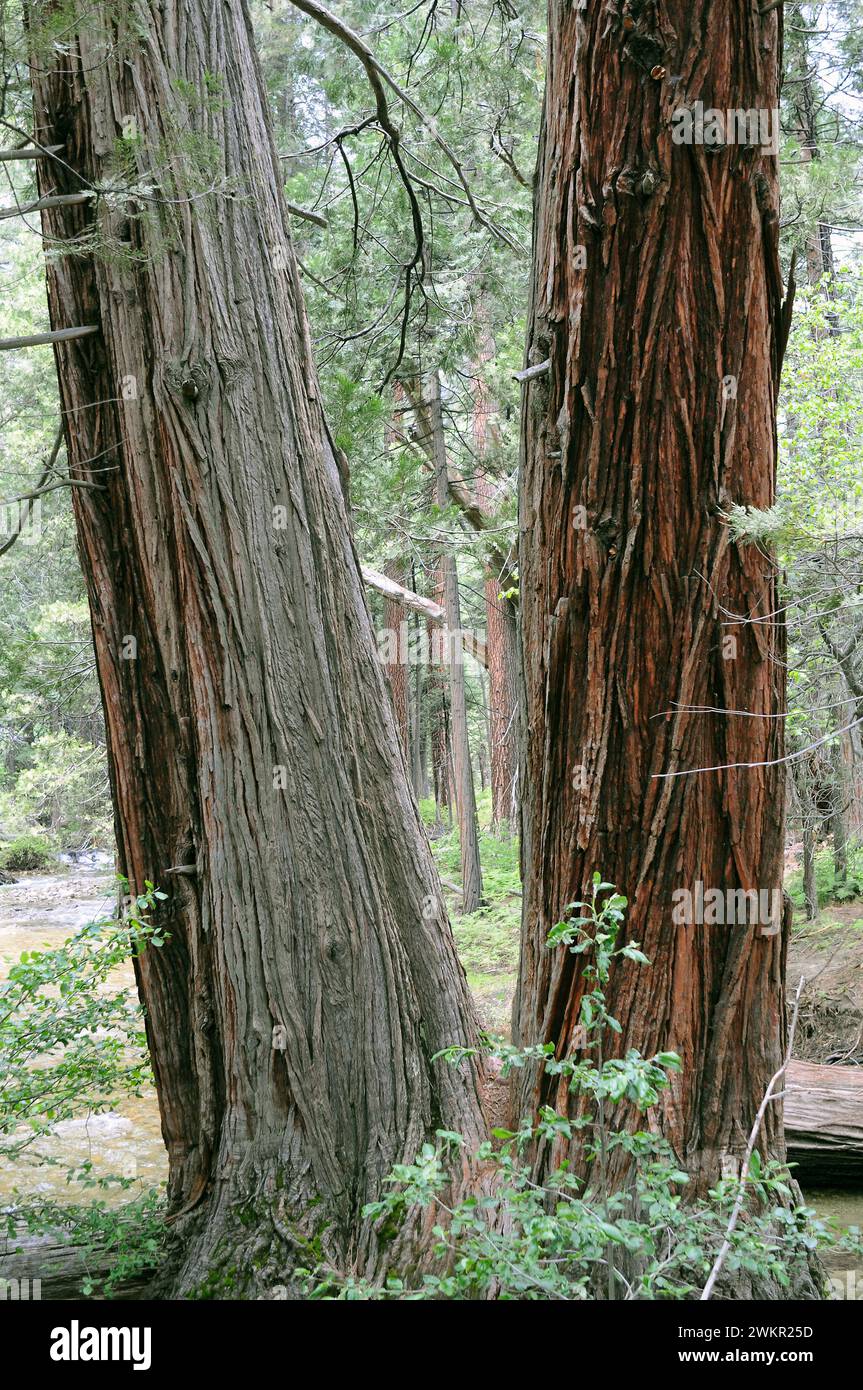 Incense cedar (Calocedrus decurrens or Libocedrus decurrens) is an evergreen conifer native to western USA and parts of northern Baja California (Mexi Stock Photo