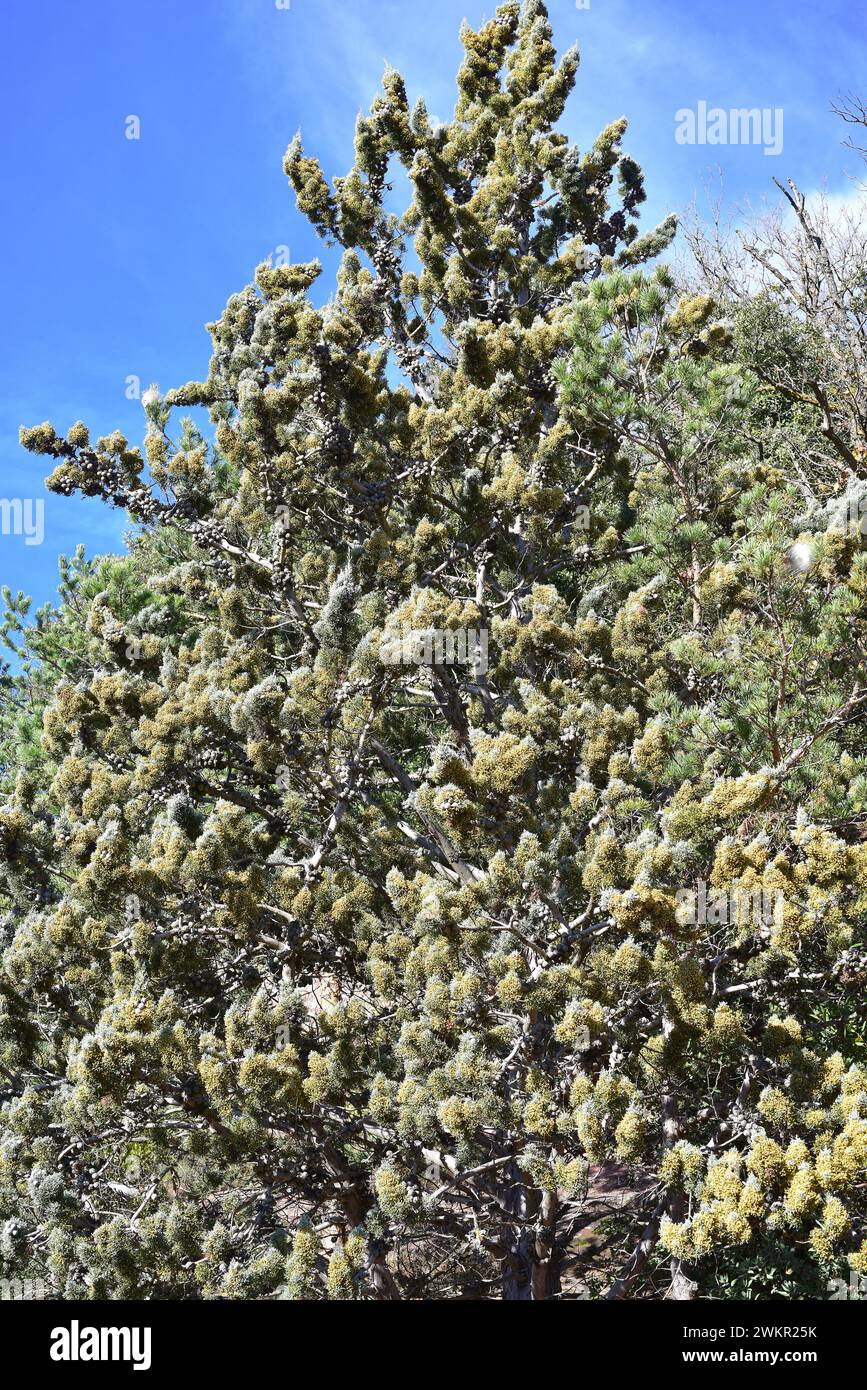 Arizona cypress (Cupressus arizonica) is an evergreen tree native to southwestern USA and northern Mexico but introduced and naturalized in other regi Stock Photo