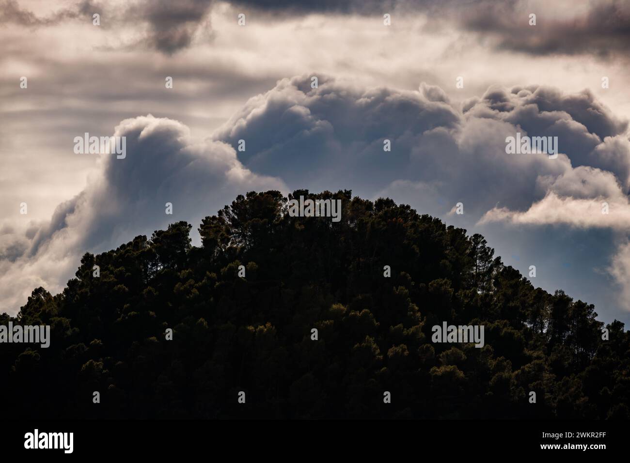 Hill of pine trees hi-res stock photography and images - Alamy