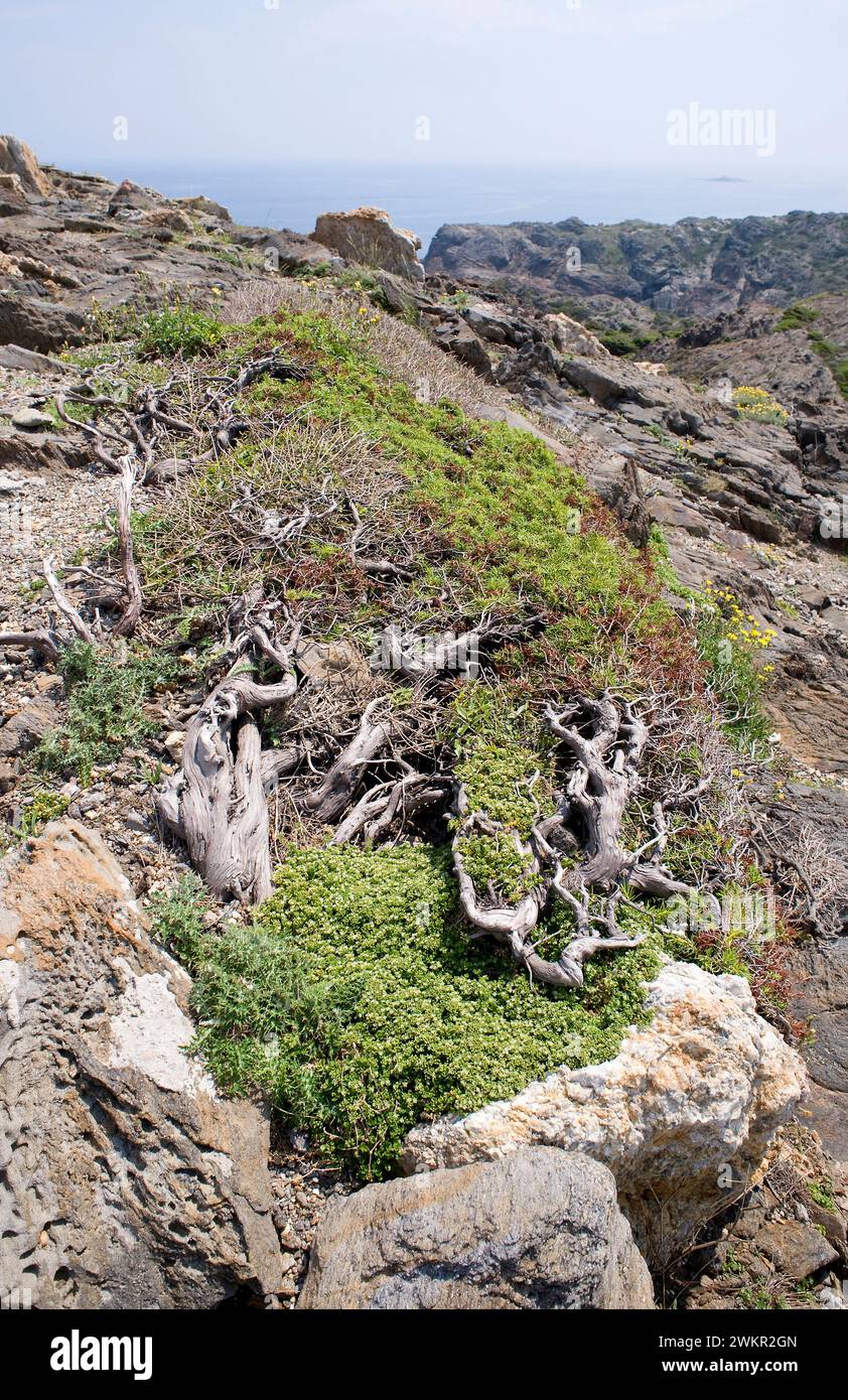 Cade juniper or prickly juniper (Juniperus oxycedrus) is an evergreen coniferous shrub native to Mediterranean region. Specimen adapted to the wind. T Stock Photo