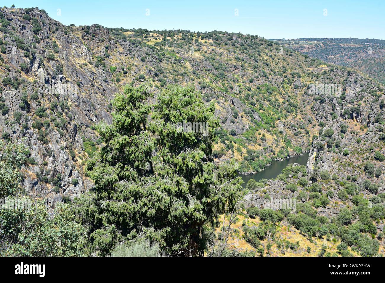 Cade juniper or prickly juniper (Juniperus oxycedrus) is an evergreen coniferous shrub native to Mediterranean region. This photo was taken in Arribes Stock Photo