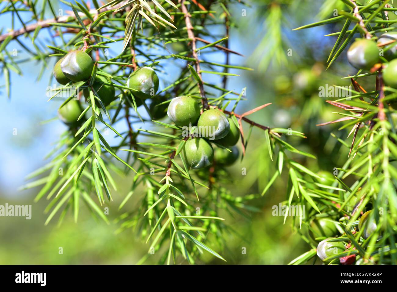 Cedro rojo hi-res stock photography and images - Alamy