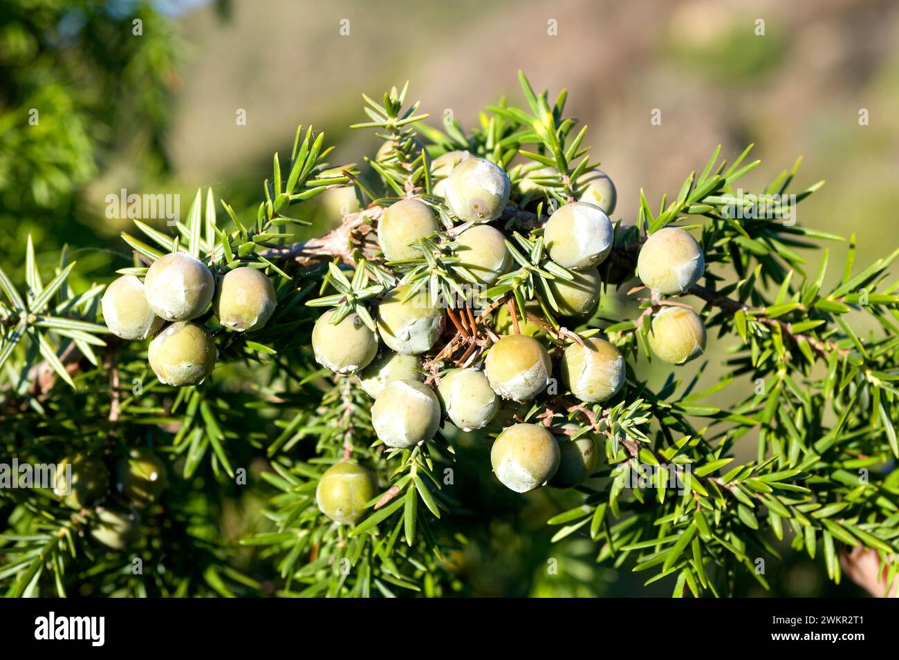 Cade juniper or prickly juniper (Juniperus oxycedrus) is an evergreen coniferous shrub native to Mediterranean region. Cones and leaves detail. This p Stock Photo