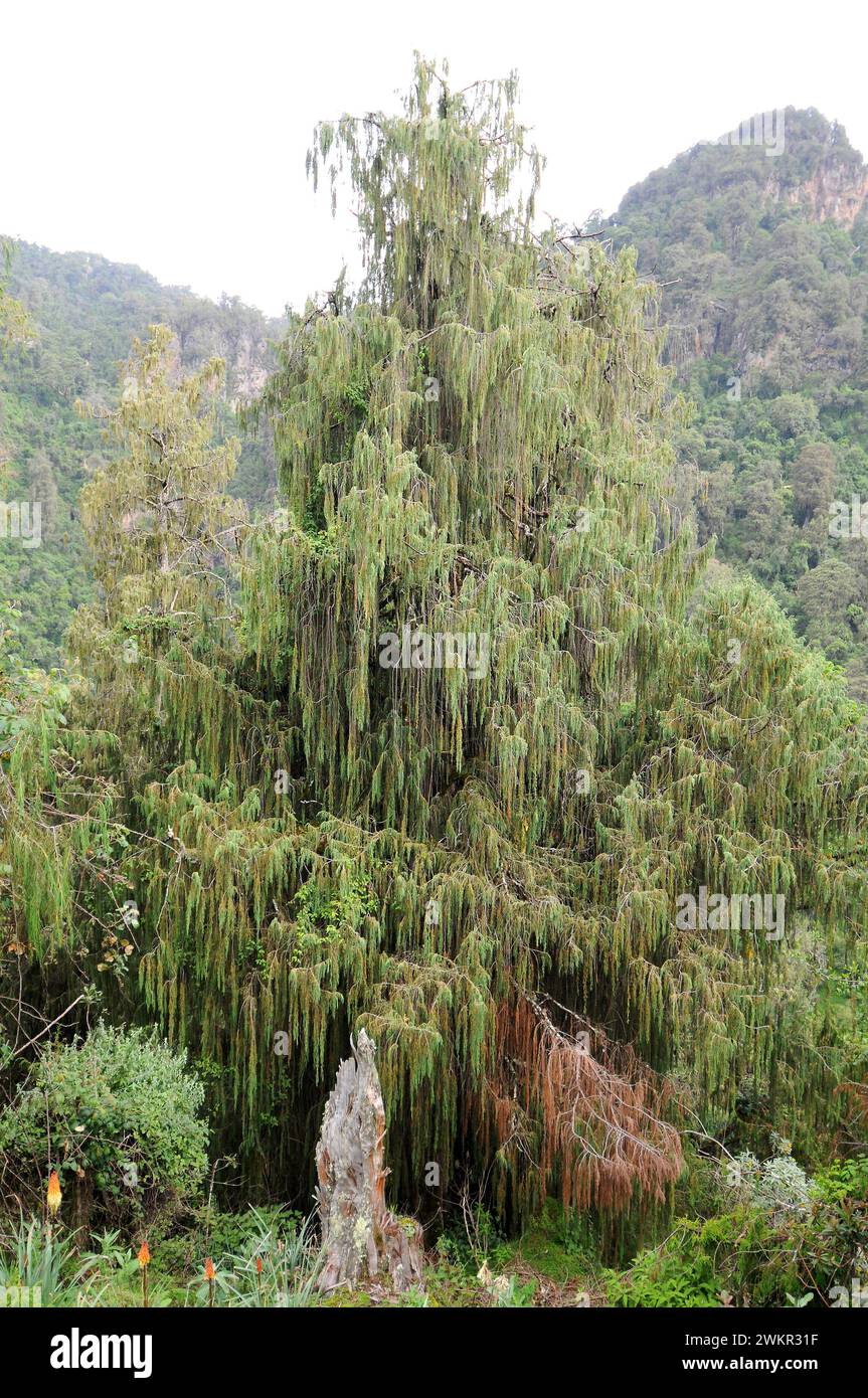African juniper (Juniperus procera) is a coniferous evergreen tree native to eastern Africa and Arabian Peninsula. This photo was taken in Bale Mounta Stock Photo