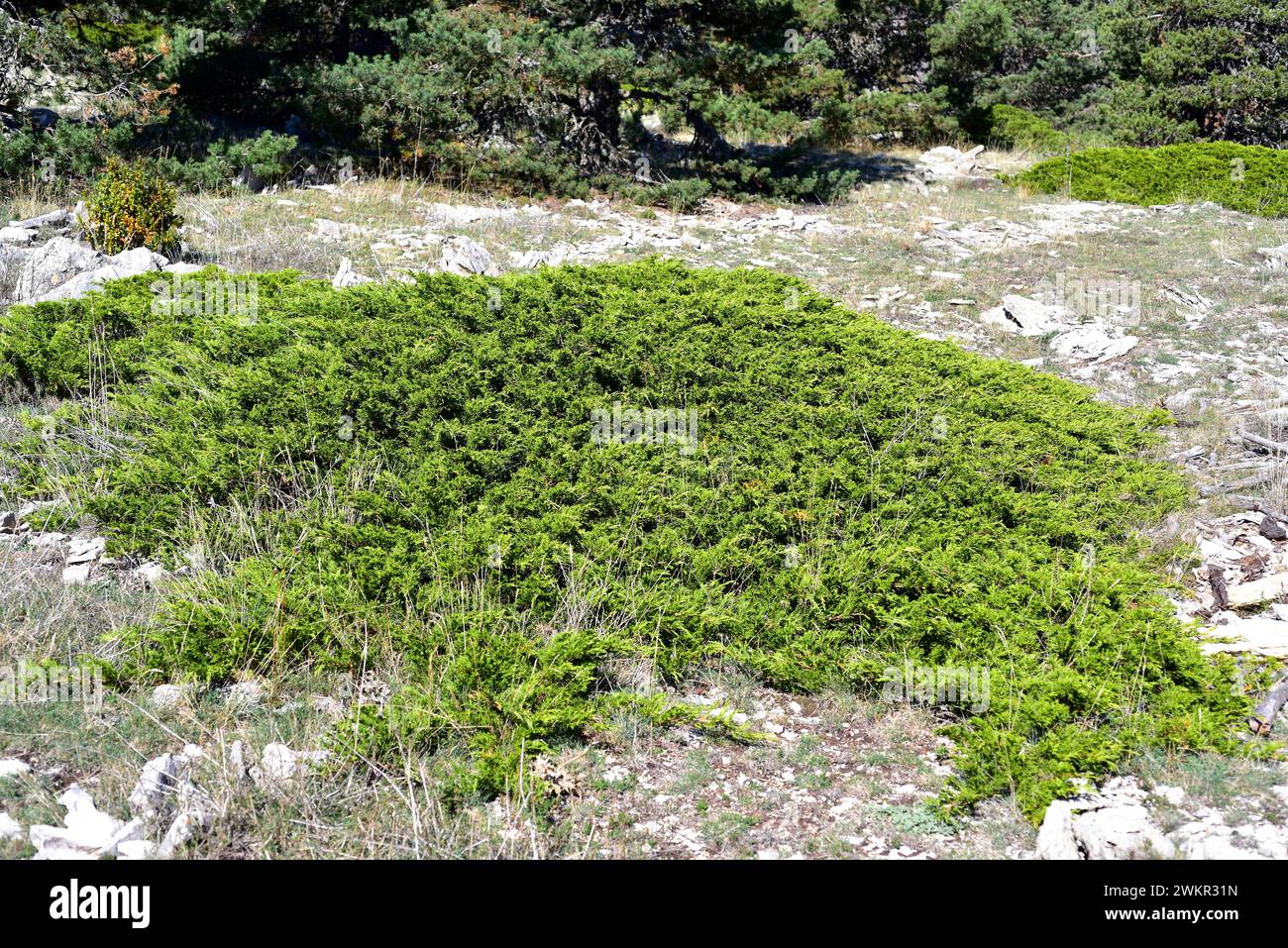 Savin juniper (Juniperus sabina) is a creeping poisonous shrub native to mountains of central and southern Europe, Turkey and Algeria. This photo was Stock Photo
